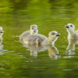 Redwell 02 05 2017 (28 Of 124).jpg